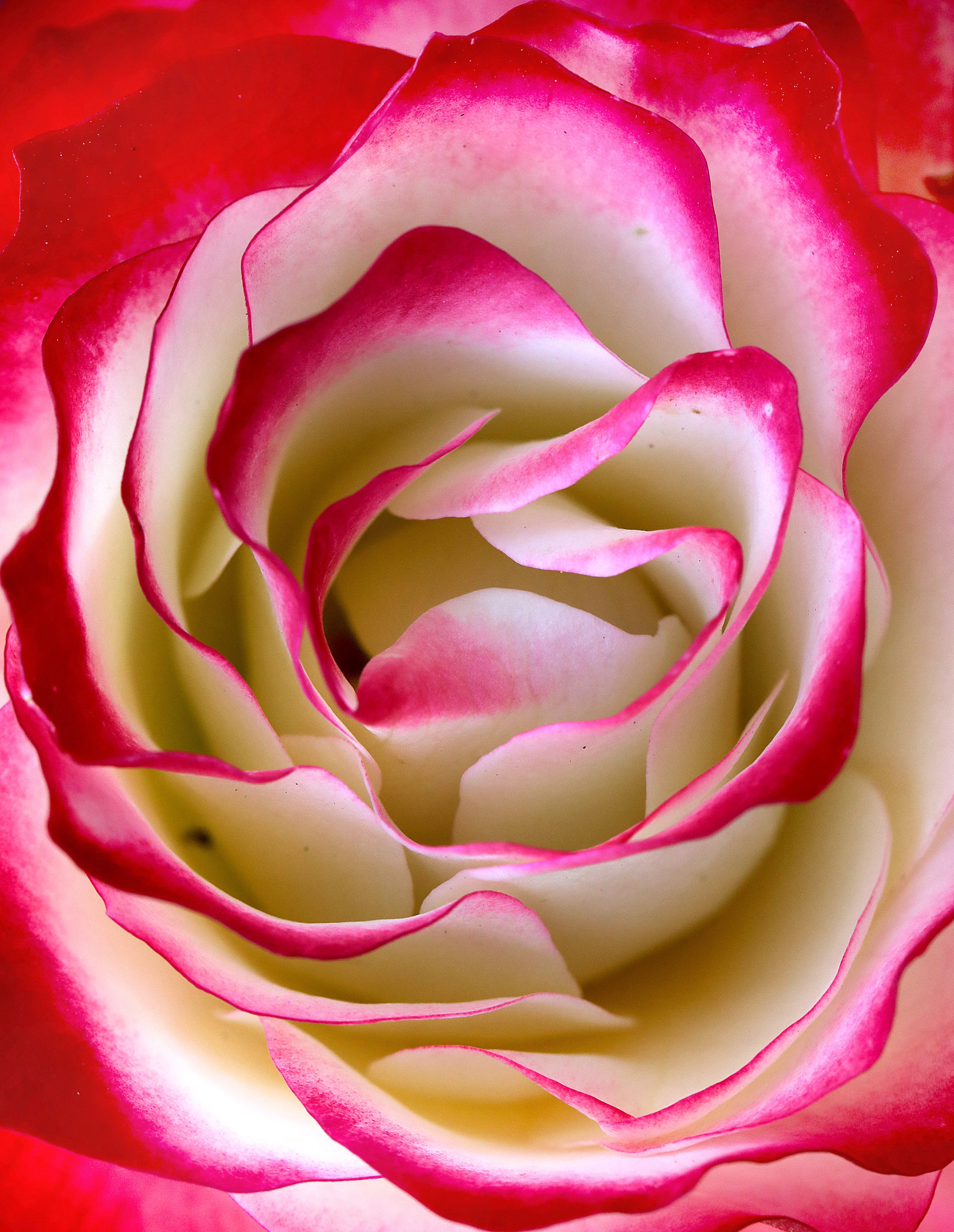 [2](外代二线)"红双喜"玫瑰