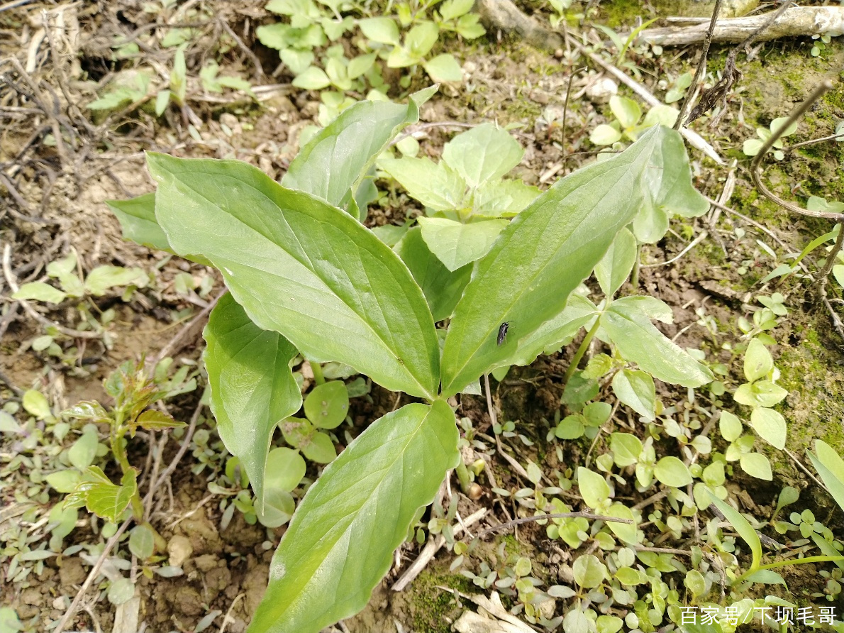 農村常見植物三步跳學名半夏,藥用價值高,帶你認識瞭解