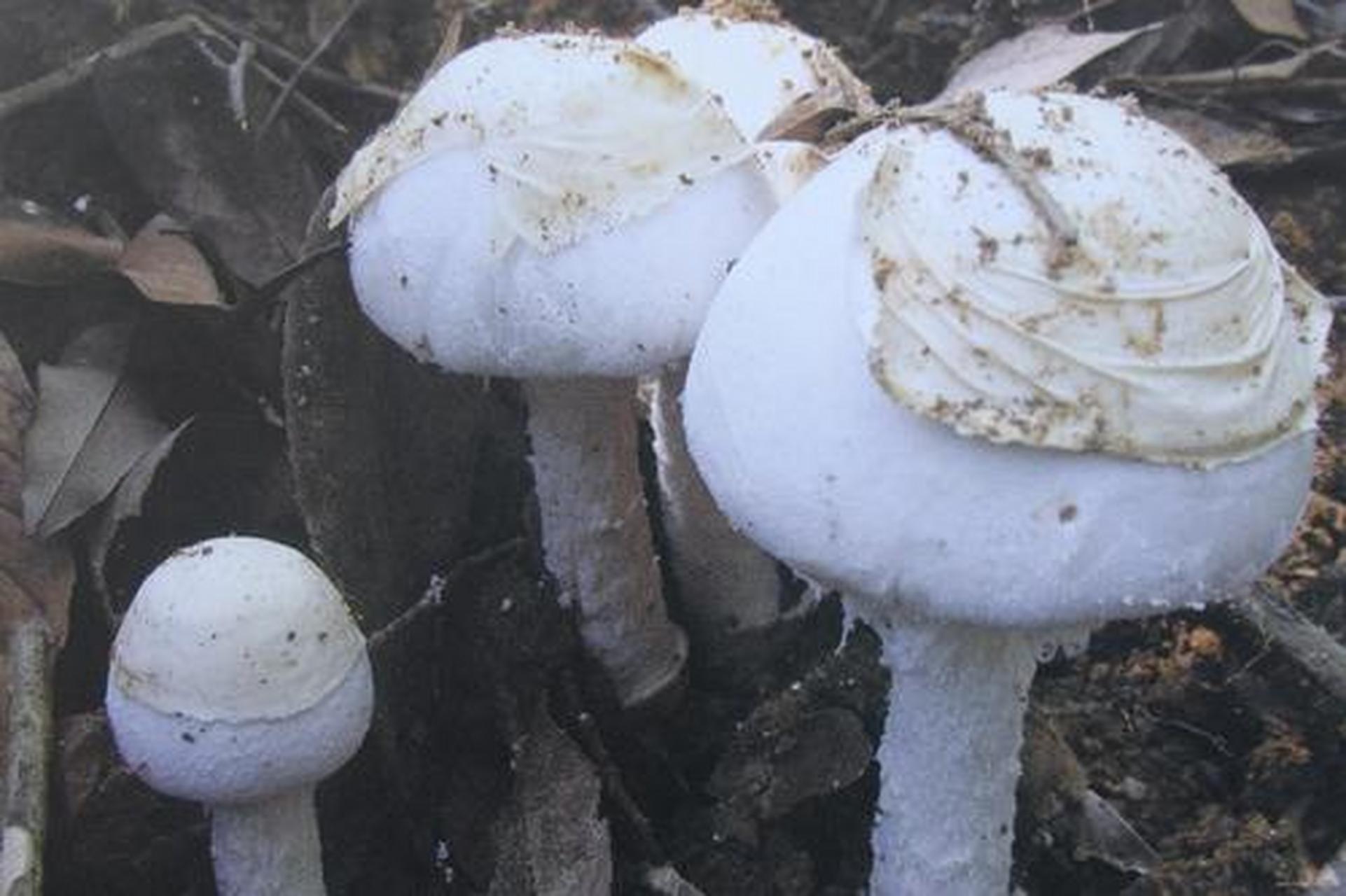 科普知识竞赛#【科普小知识】拟卵盖鹅膏菌是伞菌目,鹅膏菌科,鹅膏菌