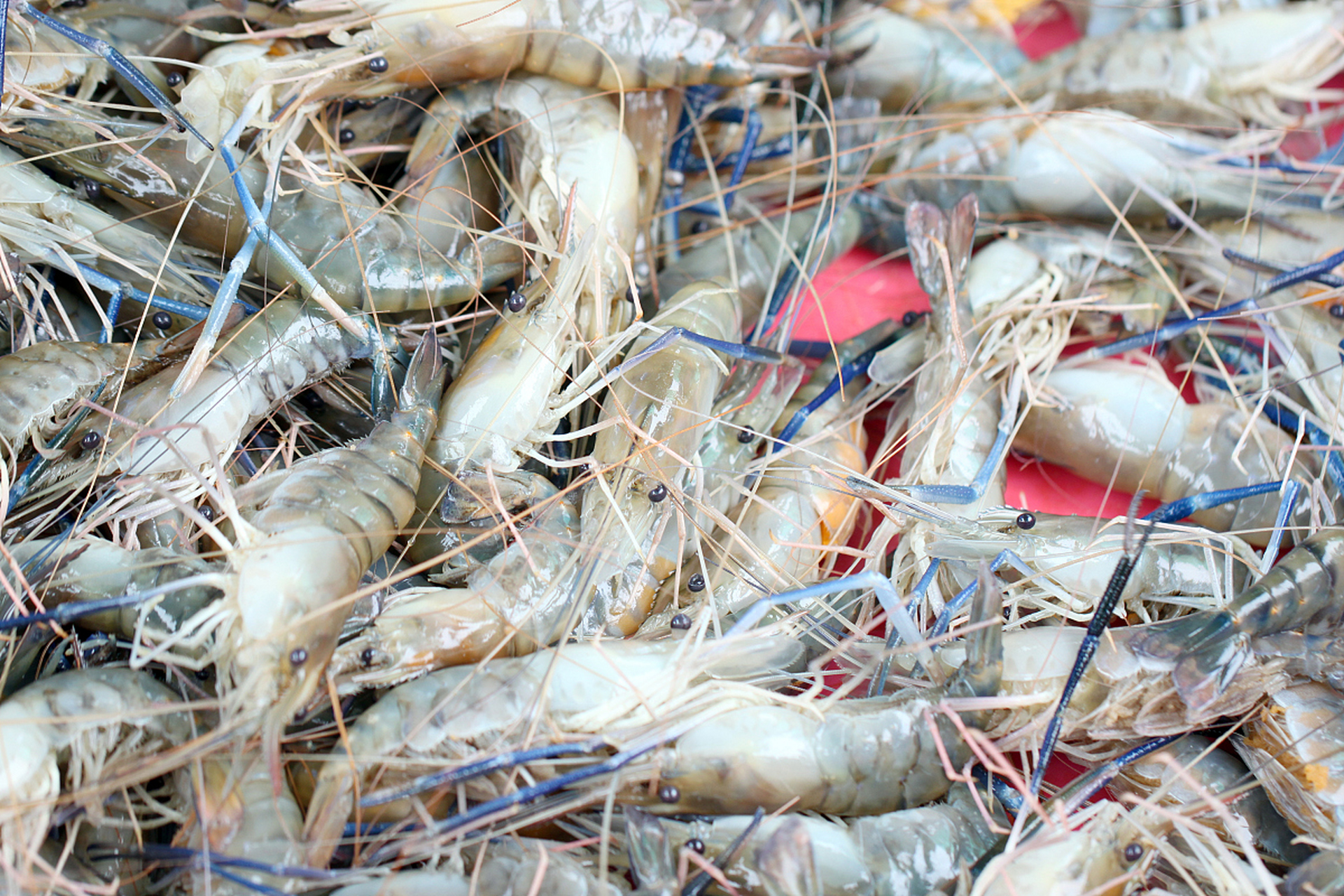 罗氏虾体型大,肉质丰厚,适合烹饪大餐或主菜;而基围虾肉质嫩,味道清淡