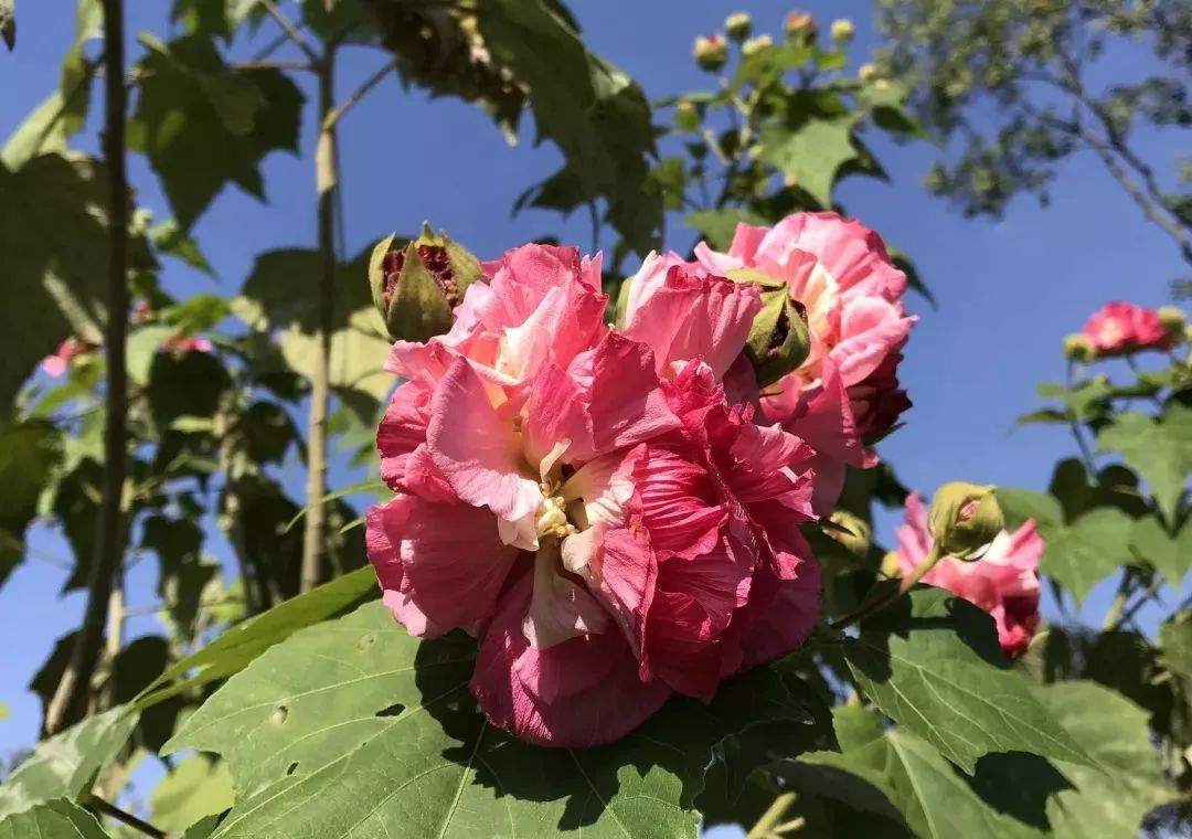 秋木花的花语图片