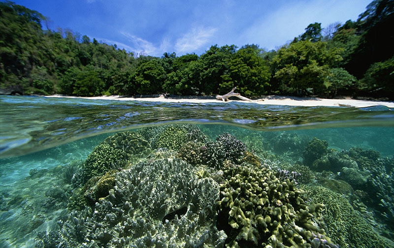 西里伯斯海又名苏拉威西海,位于著名的"珊瑚角"中心