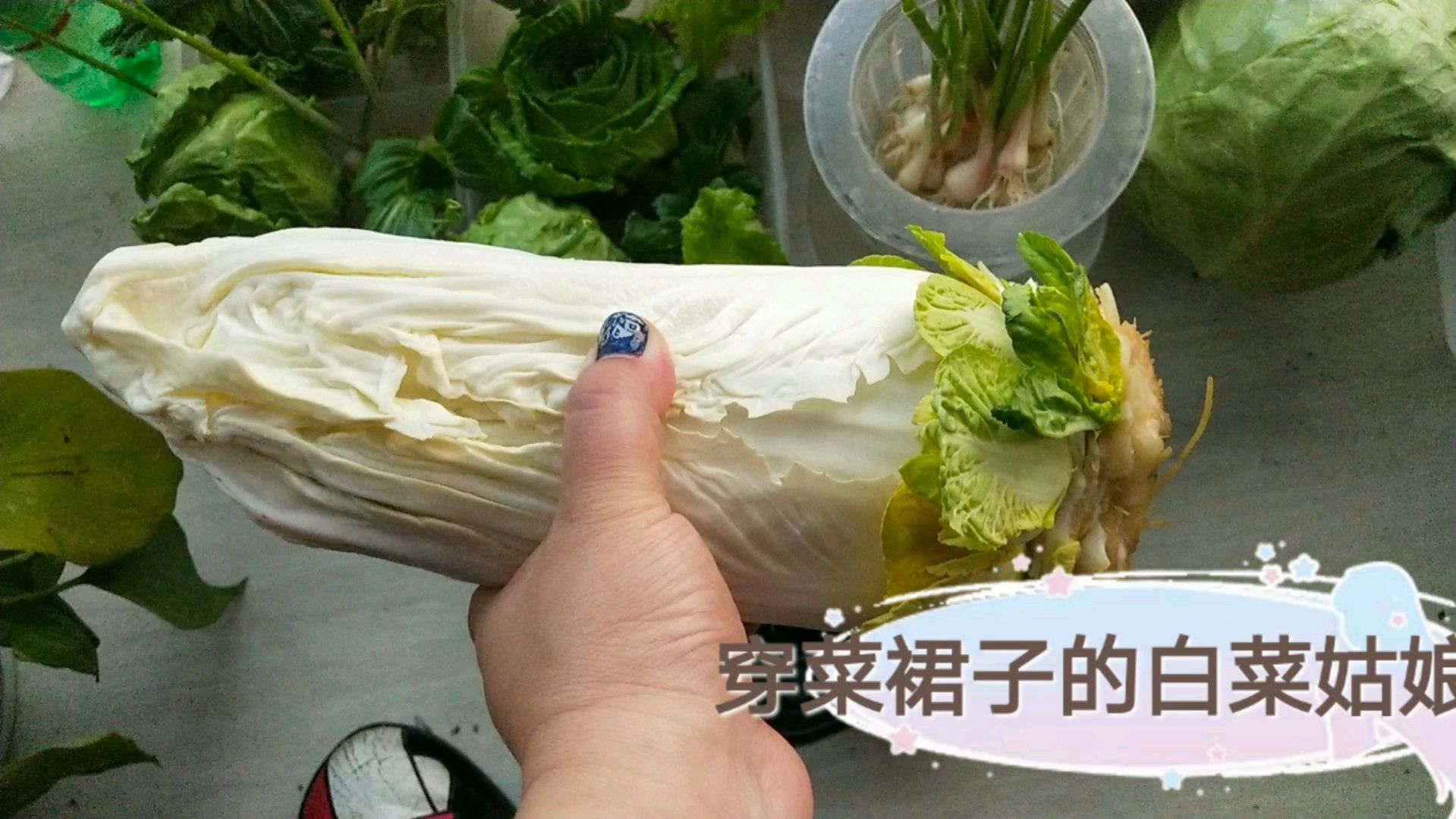 穿裙子的白菜姑娘,我阳台的水培菜篮子工程,大家来看看