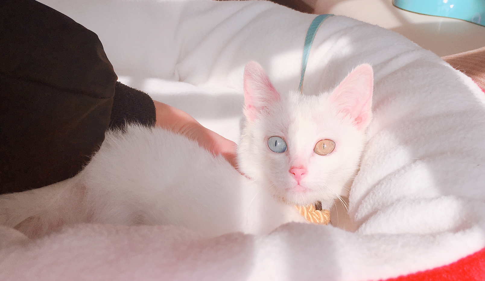 女子捡了一只异瞳猫,吃完猫粮后反应失常,最后拍下了感人一幕