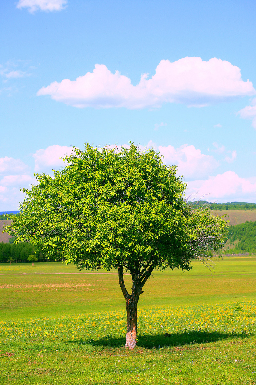 有阳光有雨露就好,  一直静默在