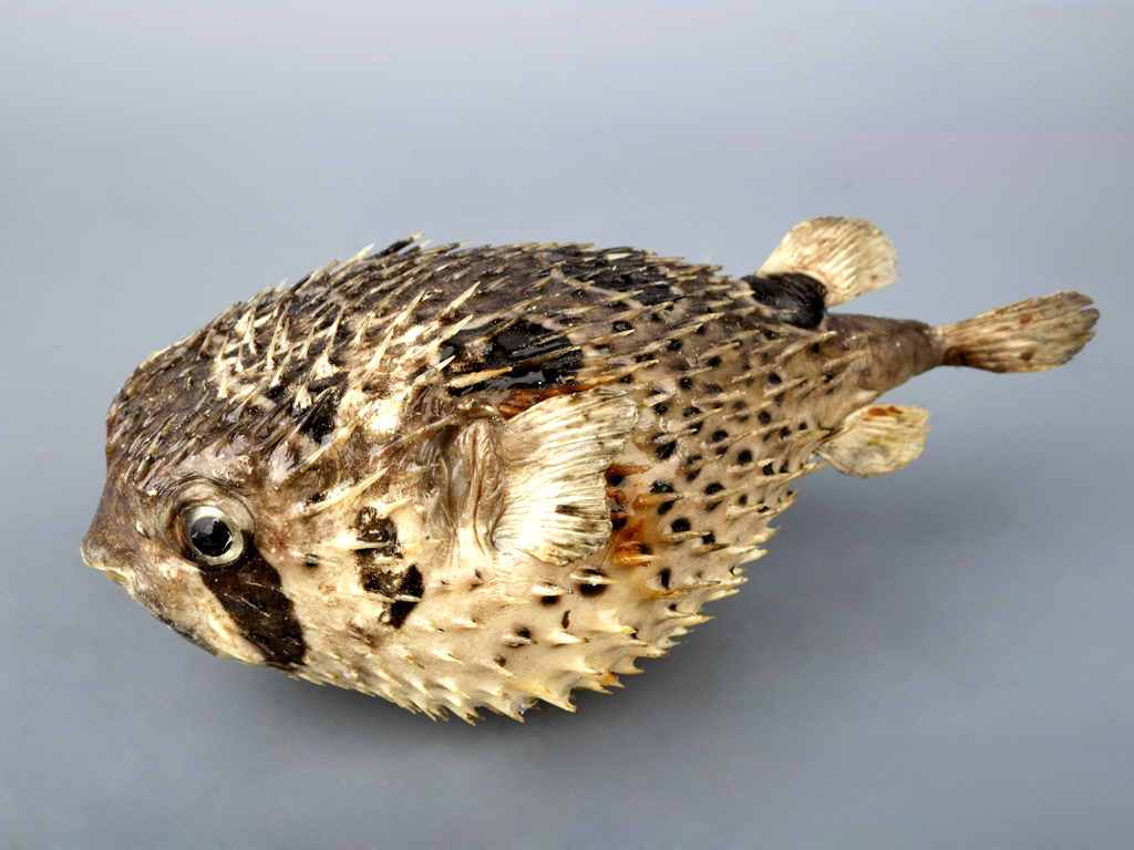 广东省博物馆,馆藏海洋动物标本!见证海底奇妙世界!