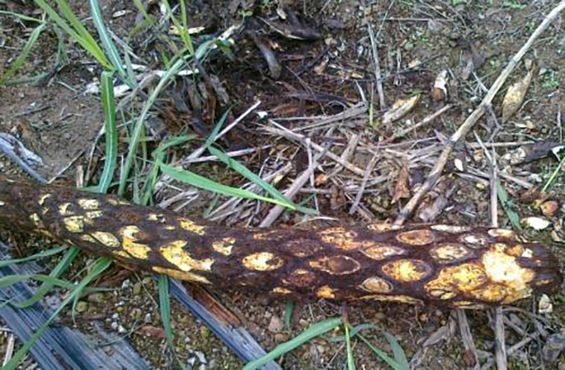 不过现在龙骨风已经被列为国家二级保护植物了,个人