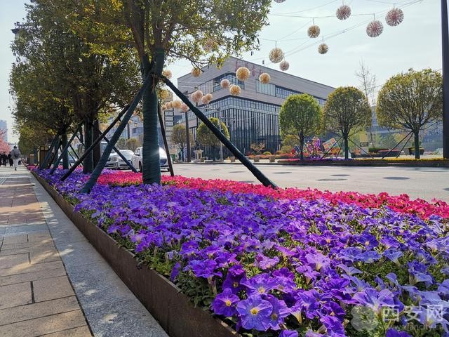 西安最靓街区|芙蓉南路:曲江新区的"鲜花大道"