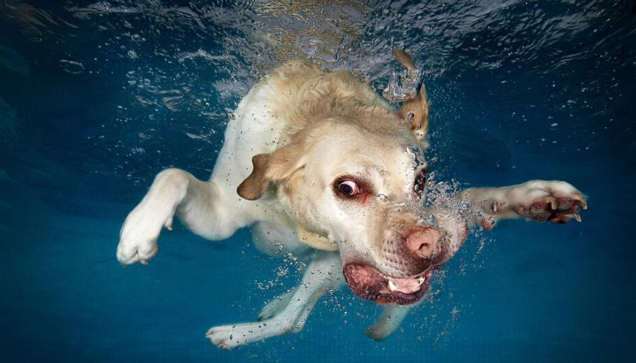 入门:学习和狗狗一起潜水