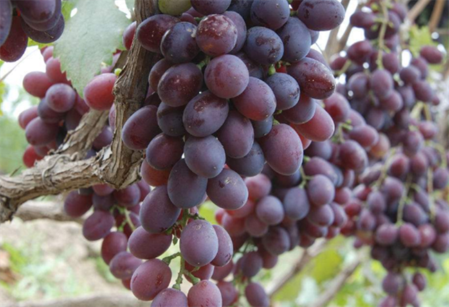 提子树 - 热门商品专区