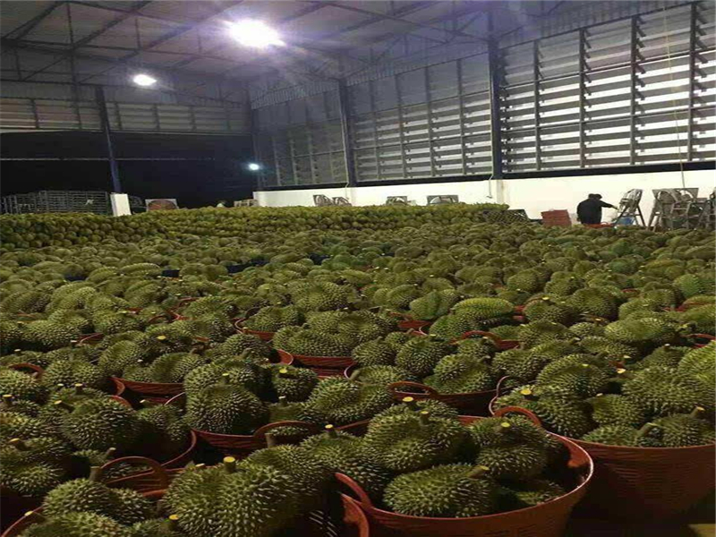 榴莲都有哪些功效?在栽培的时候,应该怎样进行播种