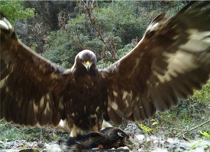 神农架拍到1.2米金雕猎食猪獾 网友:这莫不是金庸笔下的神雕?