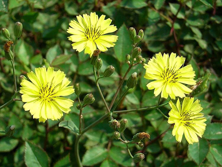 野黄花菜图片大全集图片