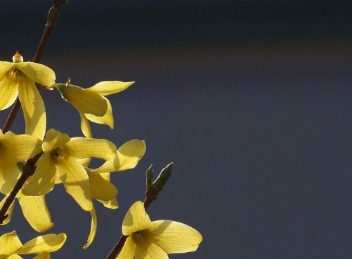 短柄小连翘知识免费科普,看一看你了解多少?