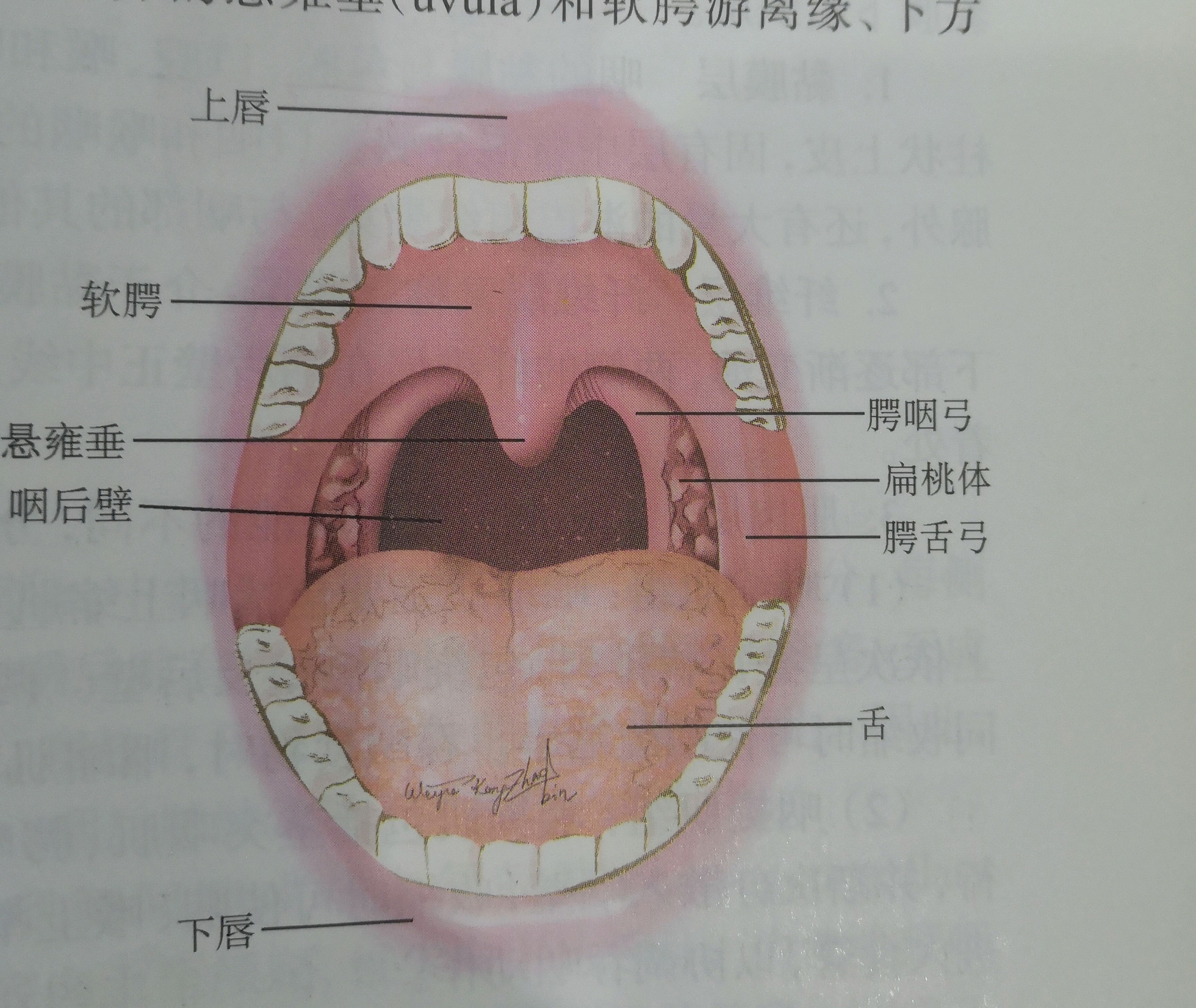 咽喉部结构图图片