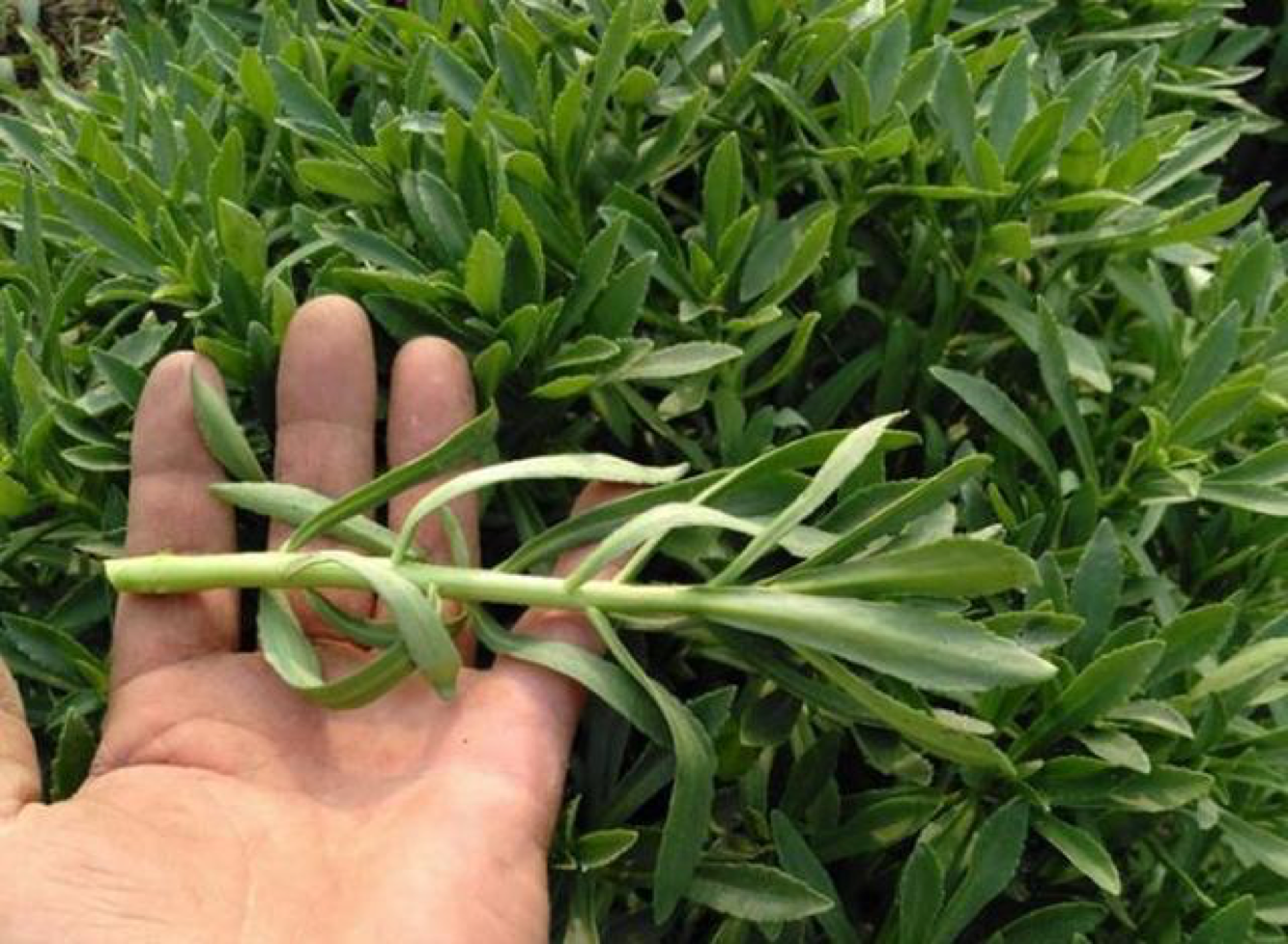 这种"野菜"是天然钙片,"含钙量"超牛奶3倍,一茬一茬吃10年