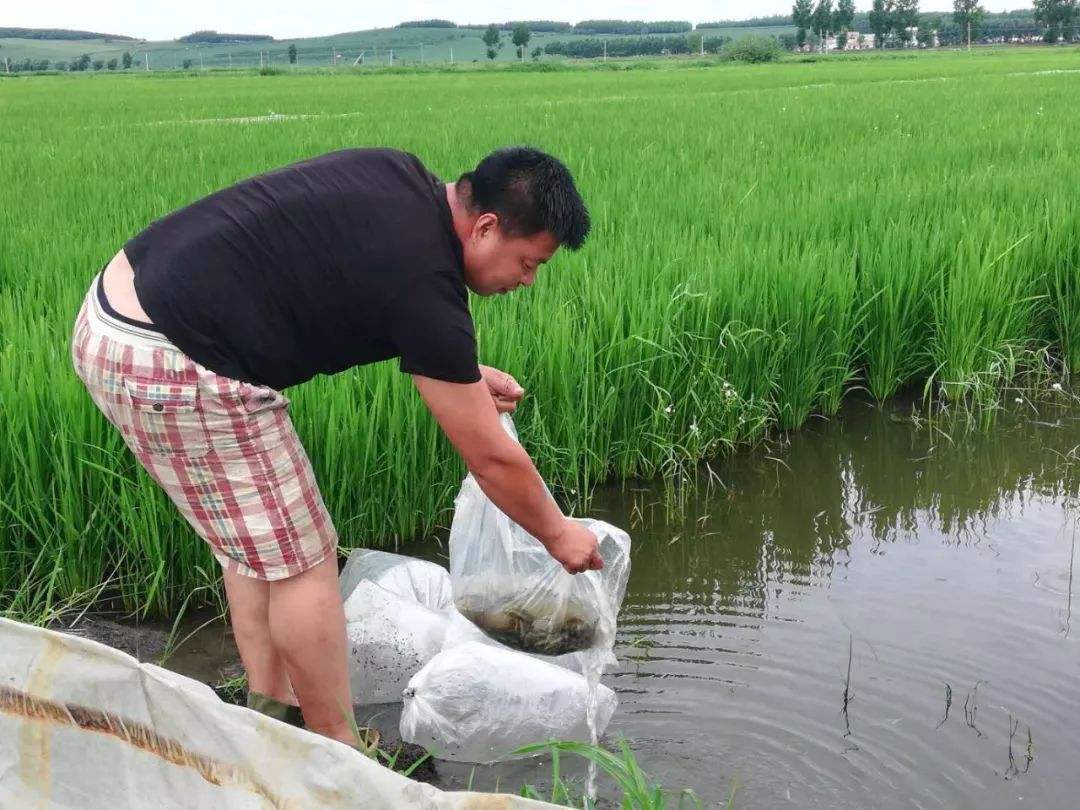 稻田里如何养殖泥鳅,需要注意这几个环节