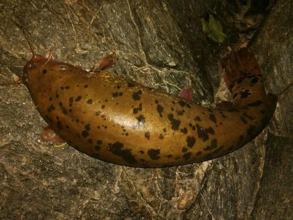 非洲电鲶悄然入侵,50cm长即可电死人,已有多人钓鱼时钓到