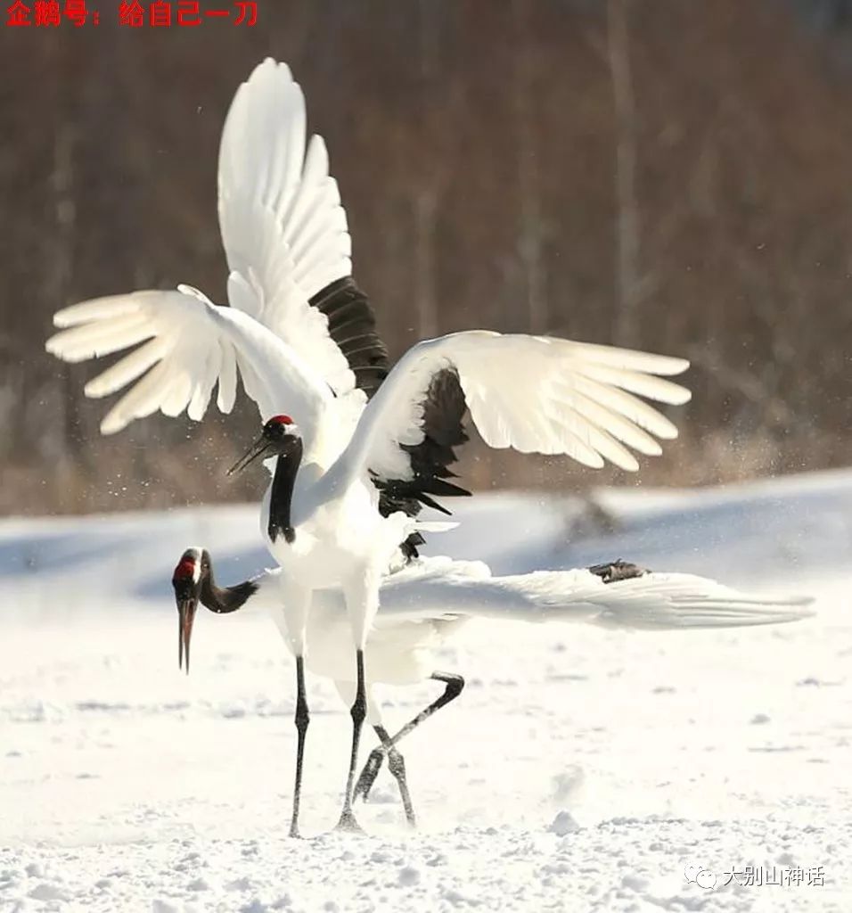 上联:梅傲应留野鹤守,如何对下联