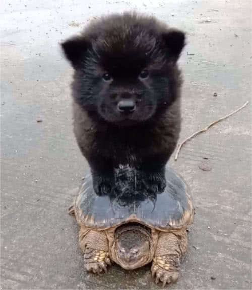 小狗狗骑着乌龟去遛遛,乌龟发火了,张嘴就咬小狗狗