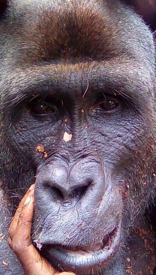 大猩猩手捧大批枪支,眼含泪光令人动容