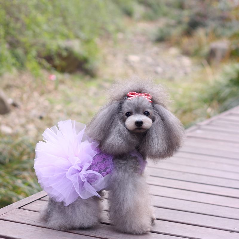 曾经被认为没啥智商的冷门犬种,尤其是它那丑出天际的外貌,让人忽视了