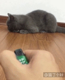 1.喵星人你的反射弧有点长啊! 猫咪不是以敏捷著称吗?