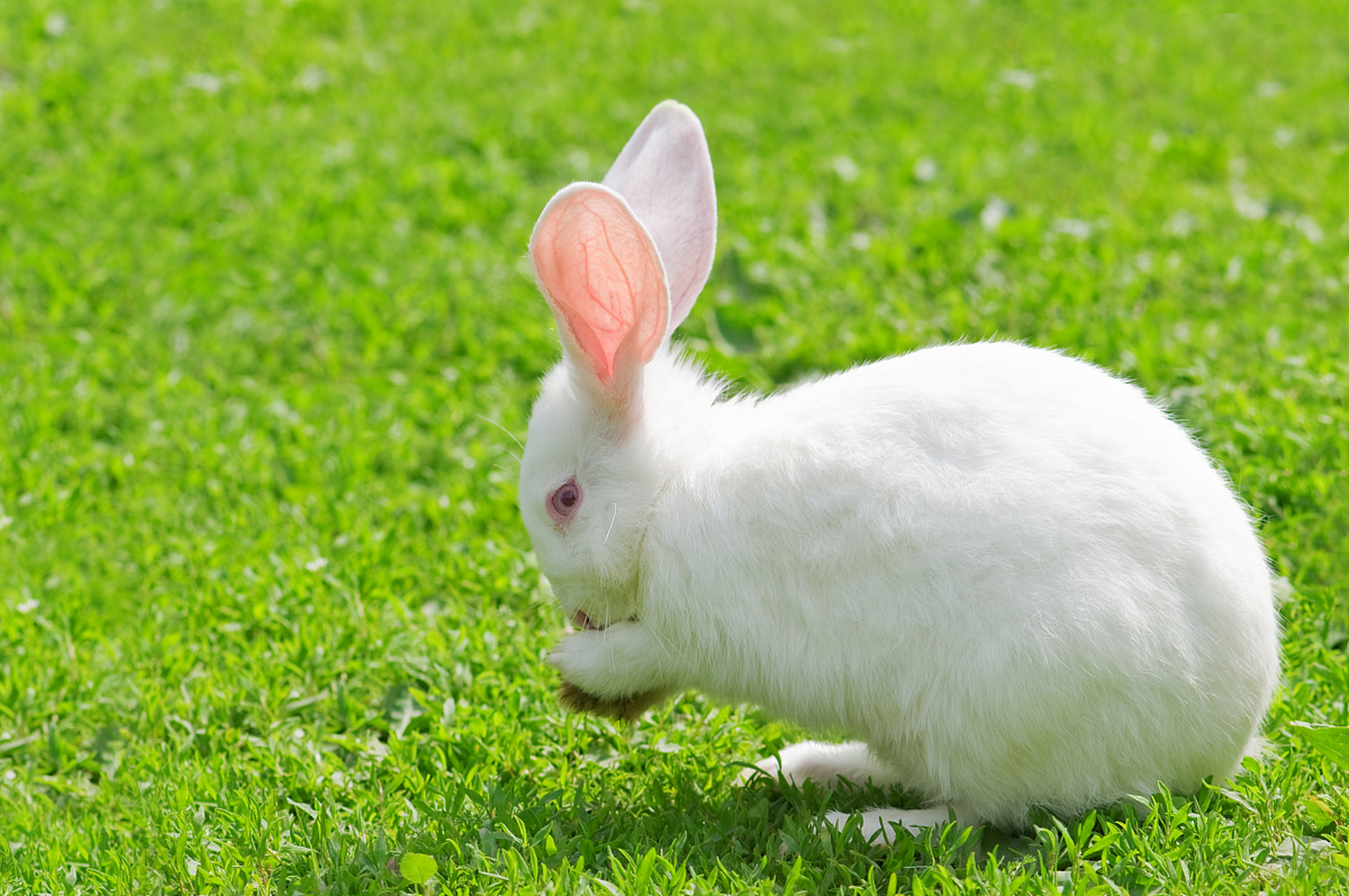 此外,兔子的科学应用广泛,为人类科学研究提供了重要样