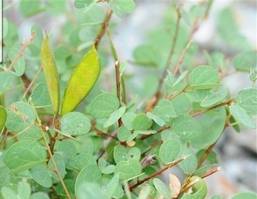 小鞍叶羊蹄甲知识科普,教你轻松识别小鞍叶羊蹄甲