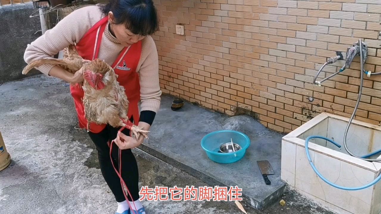 看小蓉姐一个人怎么杀一只7斤重的老母鸡,网友:真正的女汉子