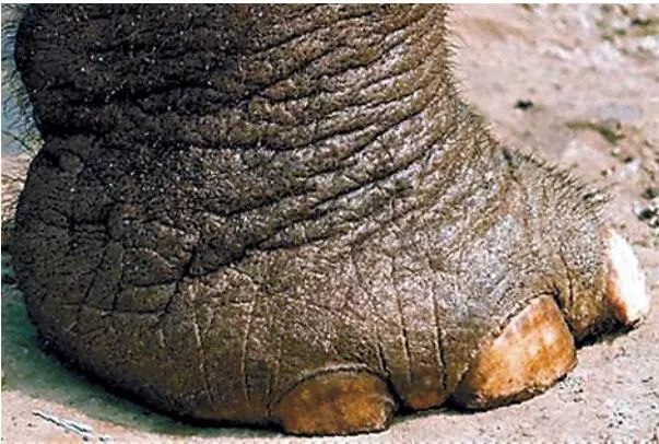 大象有6个脚趾?
