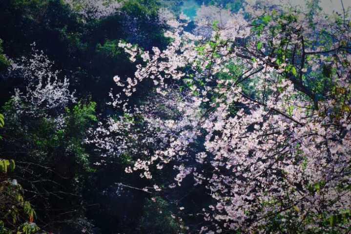 杭州最美樱花季来袭,这张赏樱地图了解一下