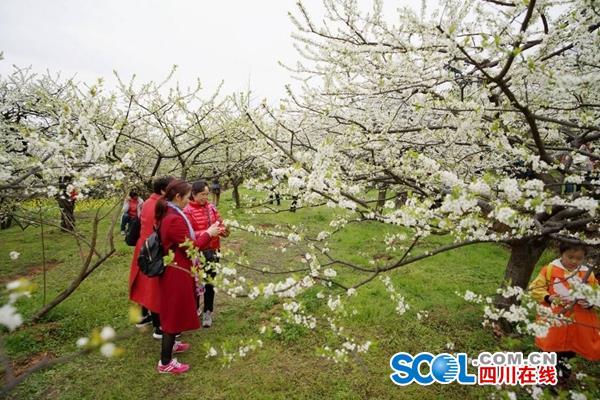 大邑雾山乡李花图片