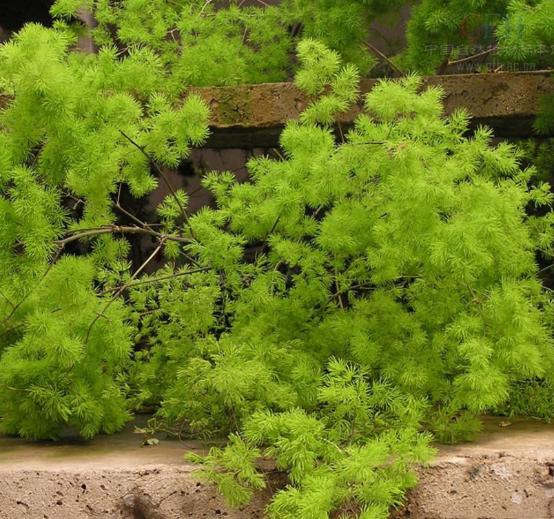 蓬莱松别名绣球松,水松,松叶文竹,松叶天门冬,松竹草