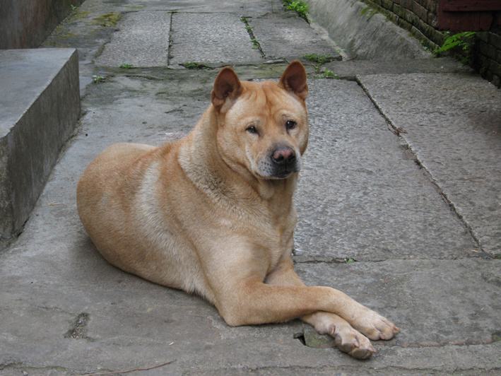 關於田園犬的傳聞:含煞犬,黃狗白麵金不換,您知道是什麼意思嗎