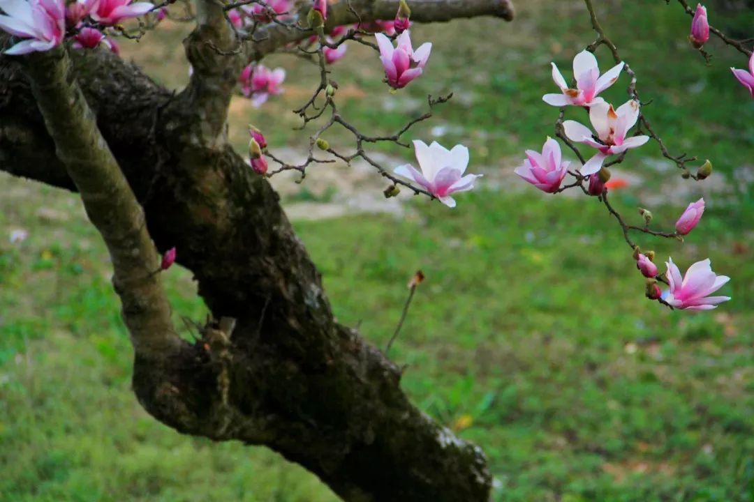 辛夷花开:林是旃檀,更无杂树;花惟薝卜,不嗅余香