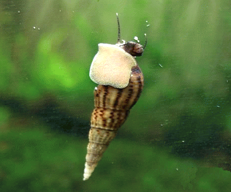 螺鱼- 优质问答专区