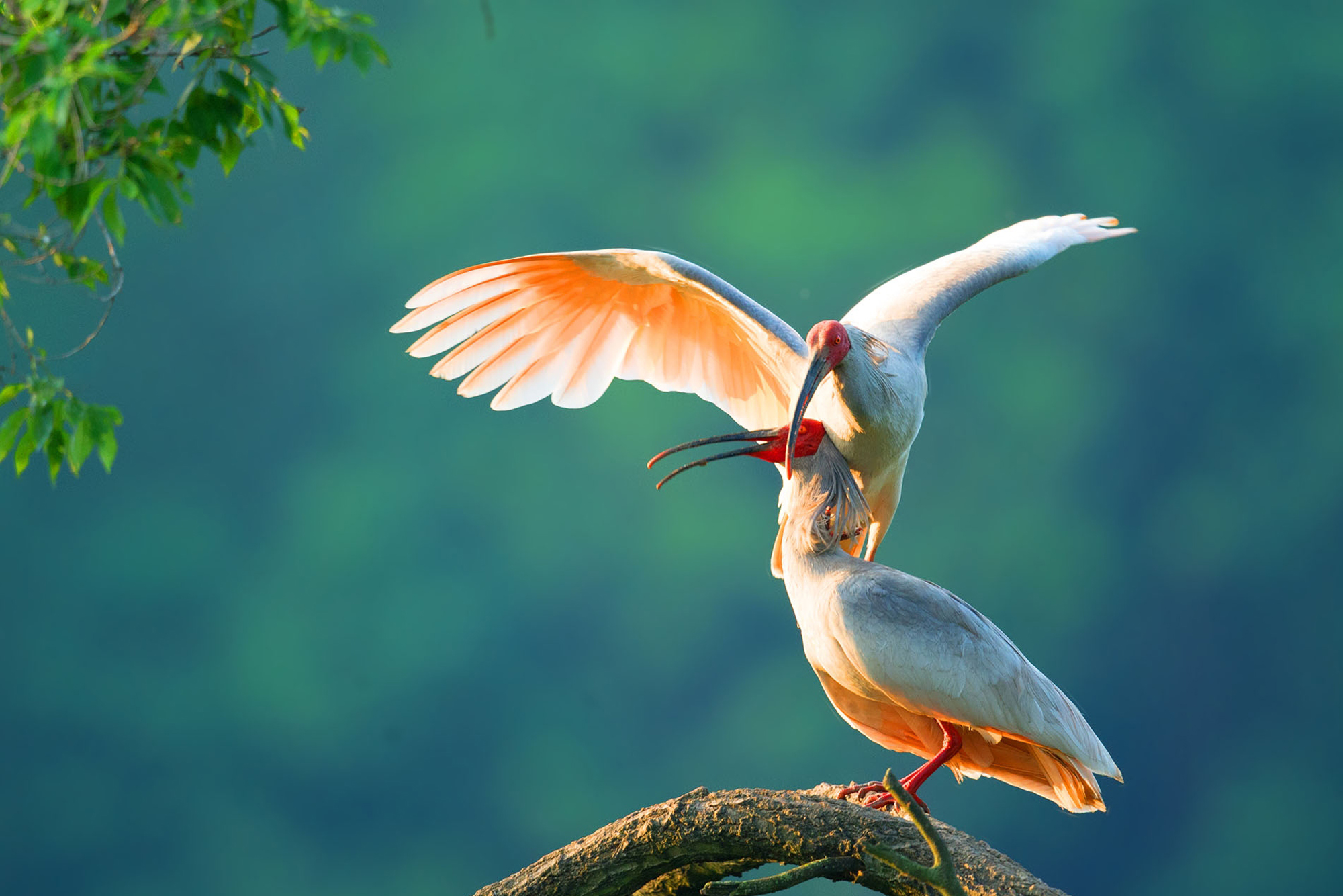 朱鹮喜欢栖息在高大的乔木顶端,在水田,沼泽,山区溪流附近觅食.