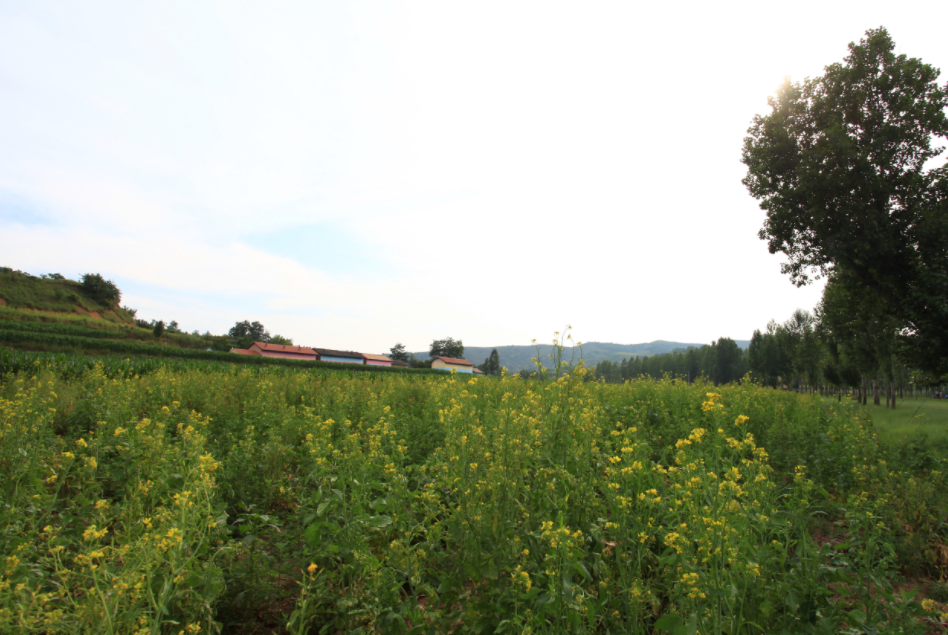 山西長治沁源縣中峪鄉龍頭村首屆油菜花旅遊,這樣漂亮的美景簡直就是