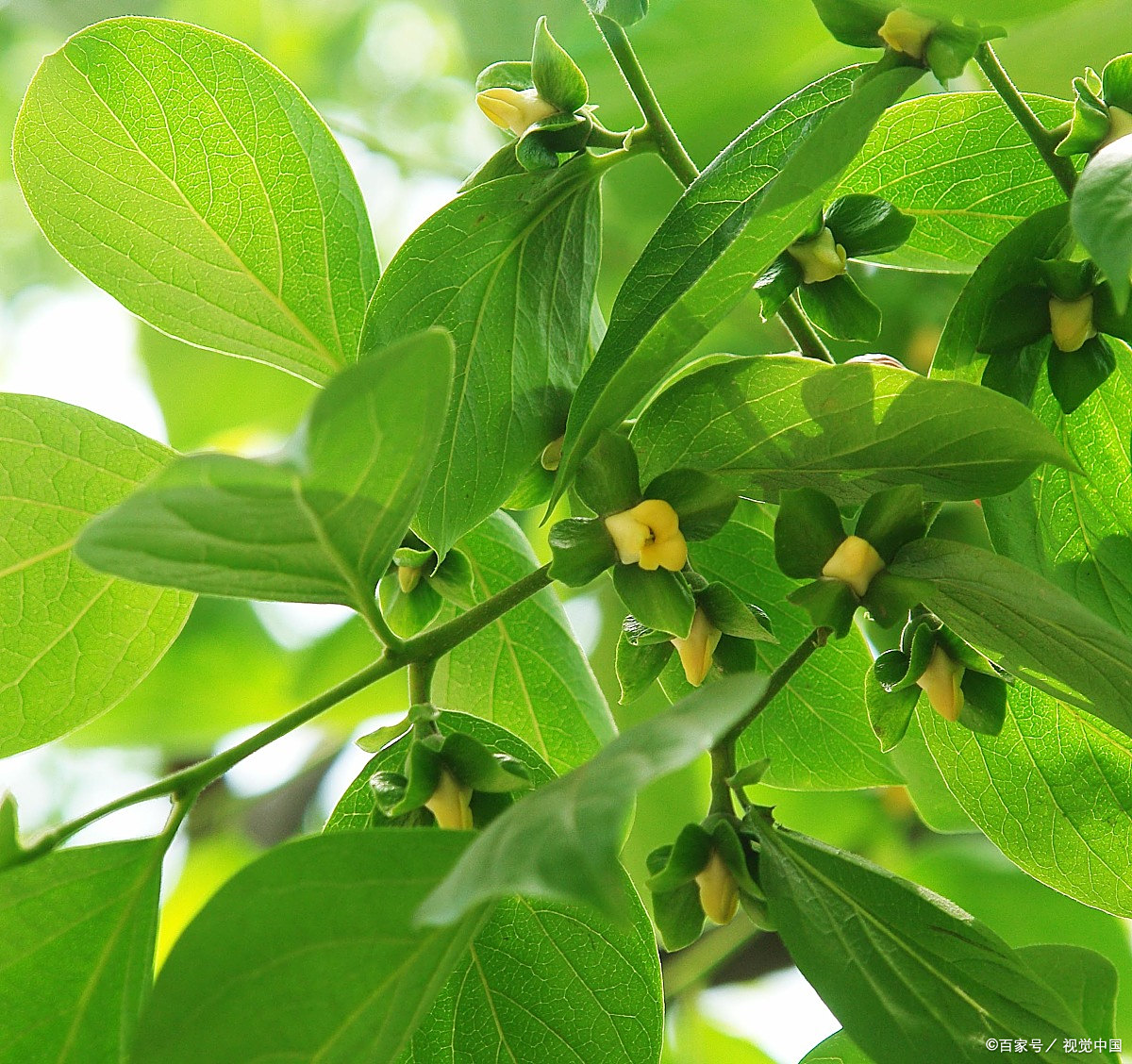 琴叶榕:室内绿意的"小提琴家",如何奏响养护的和谐乐章