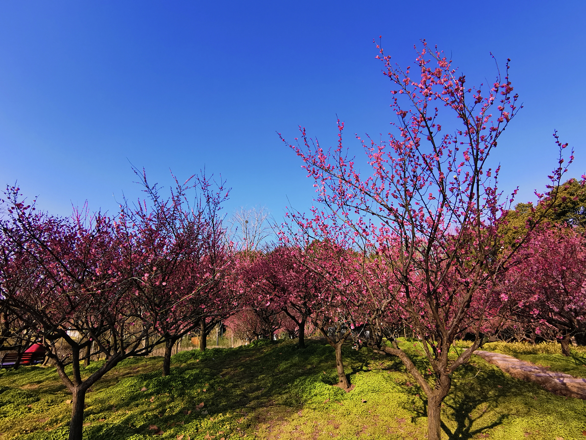 江苏东台:人民公园,春光灿烂