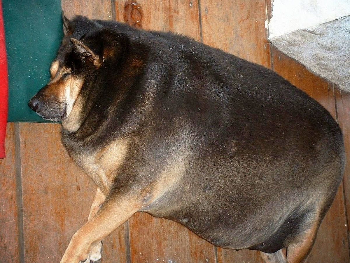 大胖狗照片图片