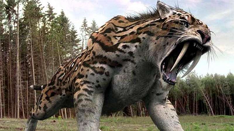 剑齿虎是如何灭绝的看完算是清楚了