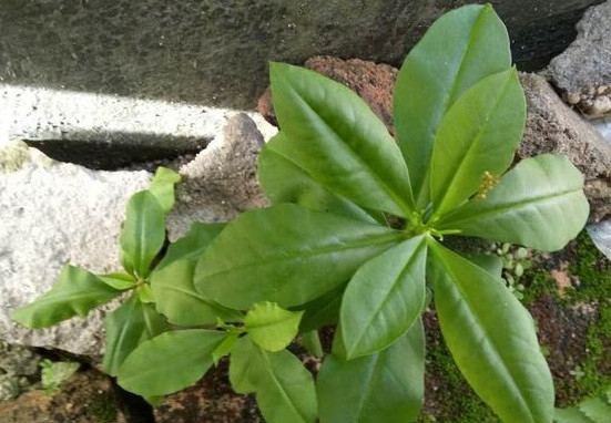 土人参有毒吗?土人参叶子可以吃吗?