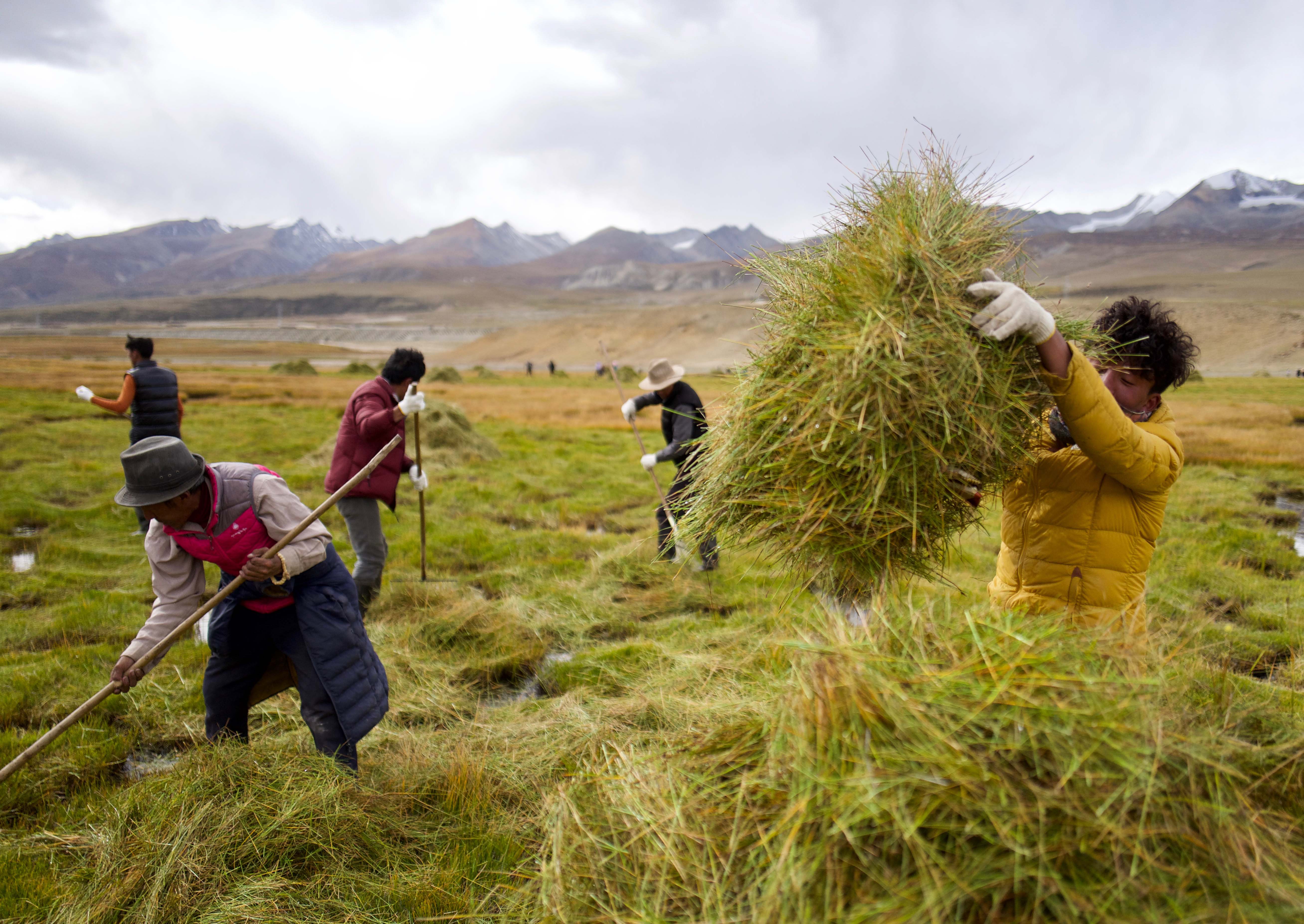藏北牧民割草忙