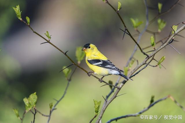 别名黄鸟,金雀,黄雀儿,芦花黄雀等.