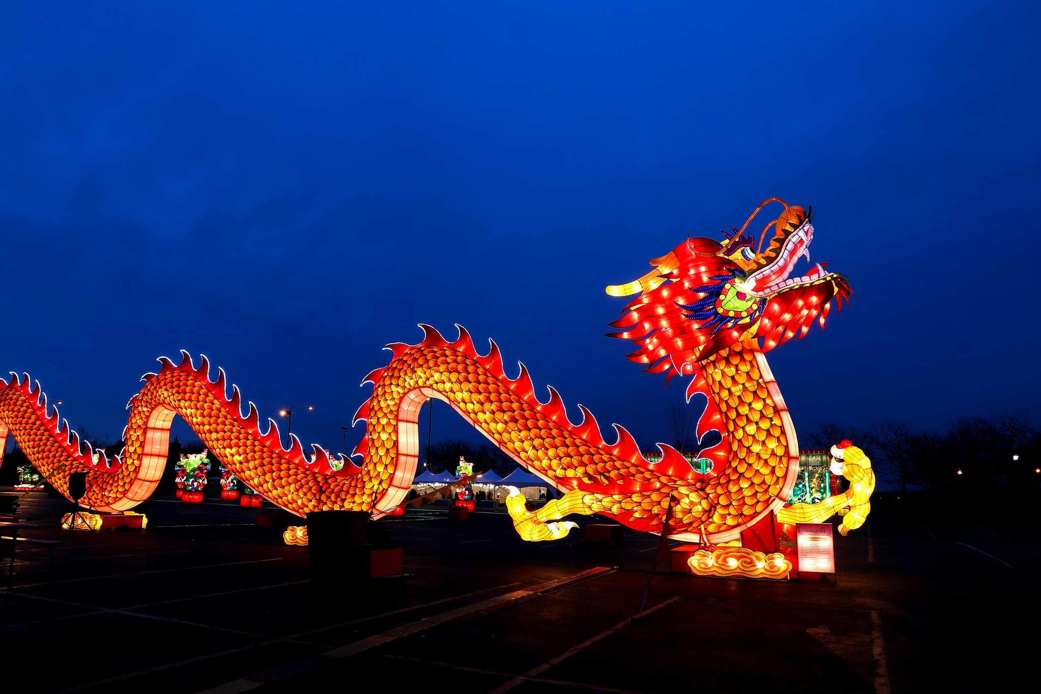 芝加哥举办\龙灯节\灯展 彩灯\中国龙\照亮夜空