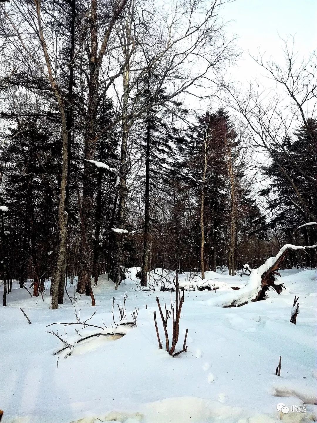 丰水期积水成湖,枯水期一片沼泽,冬天却成了一片雪原.