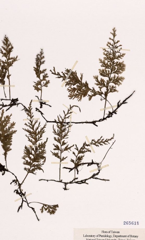 翅柄假脉蕨知识科普,这些不能错过,应该让更多人知道!