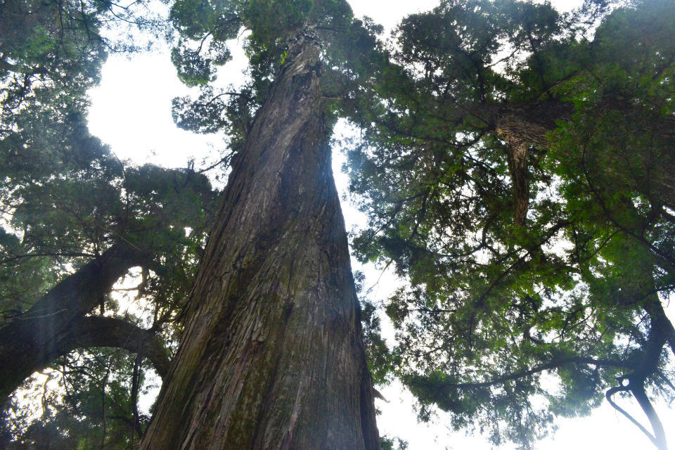 禅茶一味,天下赵州;《赵州录》之"还见庭前柏树子么?